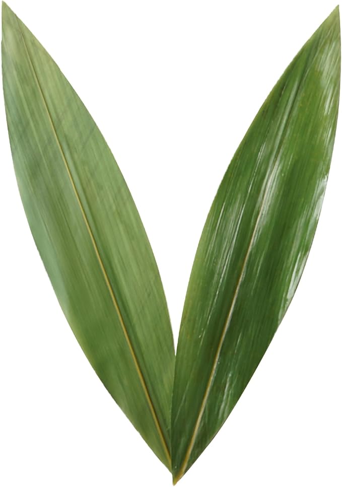 Rainlily Wen Sushi Leaf 9.5''x2.0'' 100 Pcs Boat Shaped Bamboo Leaf Sushi Plate Food Decorate Fresh Vacuum Bamboo Leaves Dish Decoration Photography of Dishes