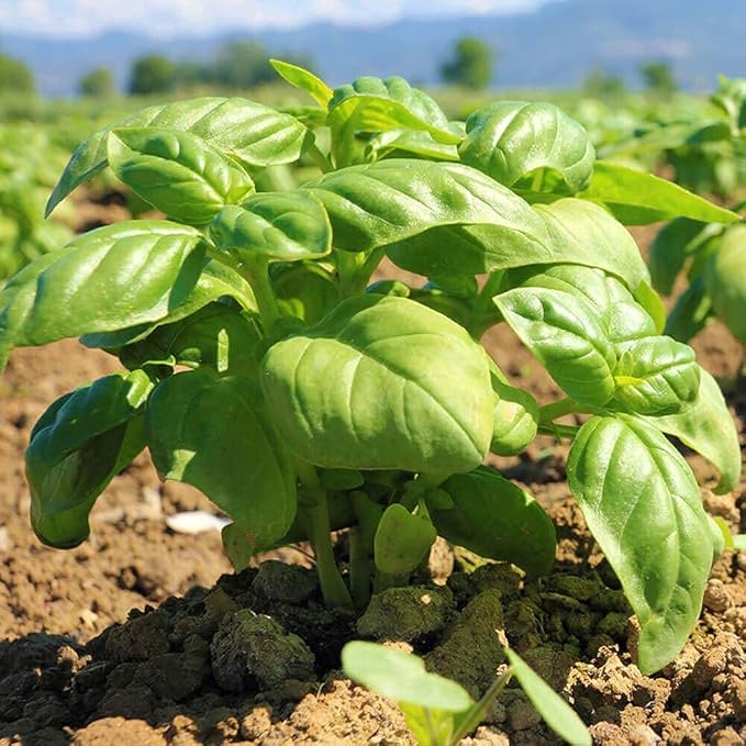 HQOExpress Organic Basil Medium Cut ??Non GMO, Kosher, USDA Certified Organic Basil Leaves, Dried and Ground ??Peppery and Aromatic Seasoning for Soups, Sauces, Dressings and Salads, 6 oz. Chef Jar